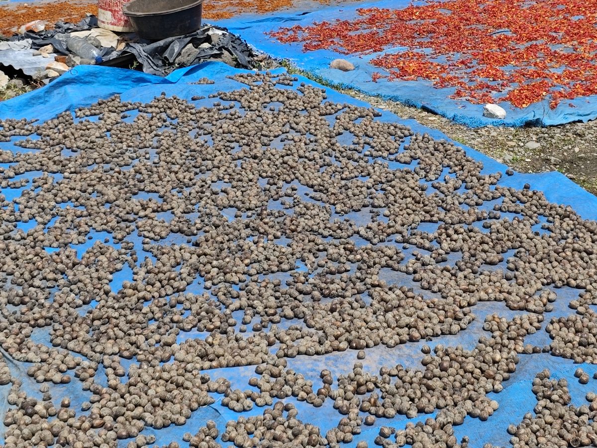 Nutmeg seeds in shell and red mace spread on blue sheets in the sun
